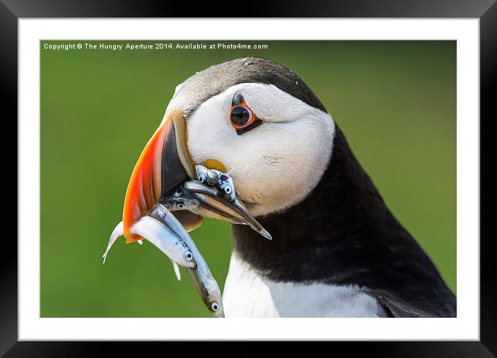 Puffin with Sand Eels Framed Mounted Print by Stef B