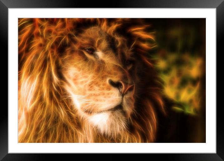 Flaming Lion Framed Mounted Print by Selena Chambers