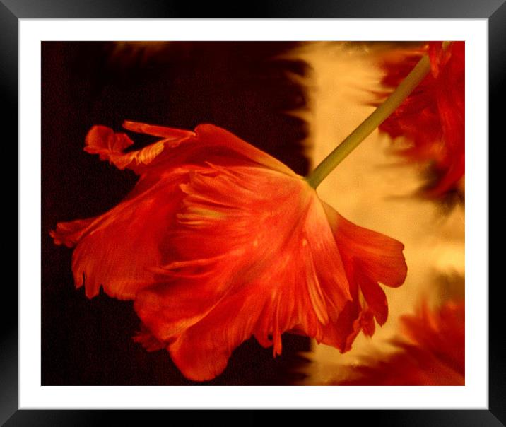 the colours of my garden Framed Mounted Print by anik odagires
