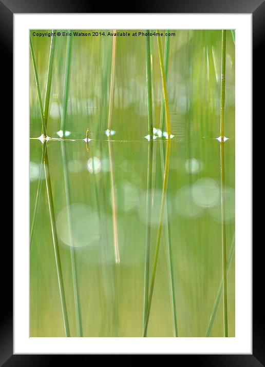 Grass Reflections in Pool Framed Mounted Print by Eric Watson