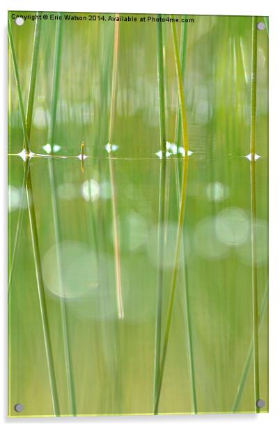 Grass Reflections in Pool Acrylic by Eric Watson