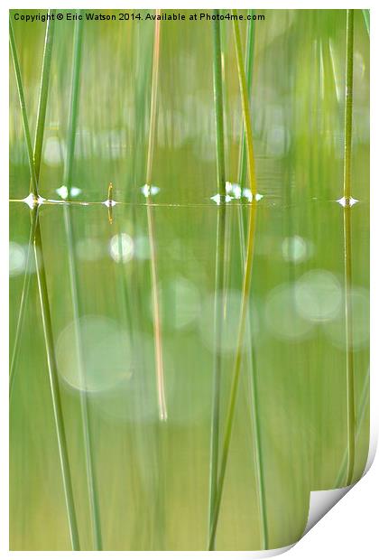 Grass Reflections in Pool Print by Eric Watson