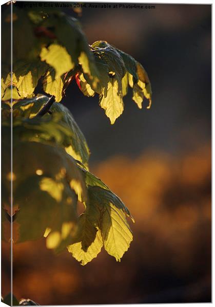 Leaves in Sunlight Canvas Print by Eric Watson
