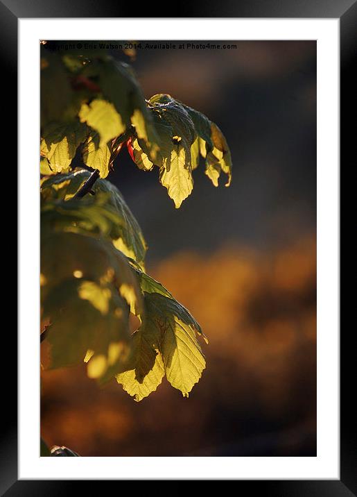 Leaves in Sunlight Framed Mounted Print by Eric Watson