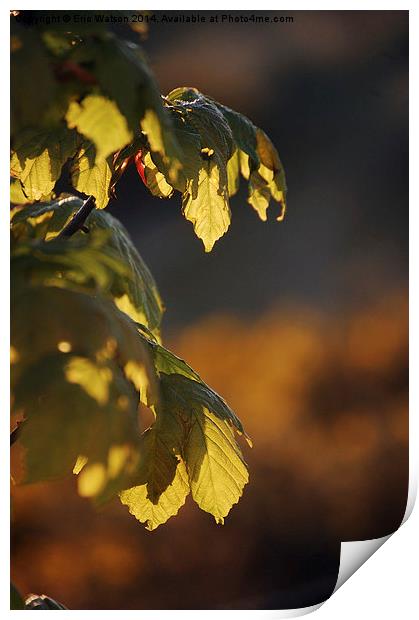 Leaves in Sunlight Print by Eric Watson