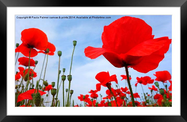 Vibrant coloured poppies Framed Mounted Print by Paula Palmer canvas