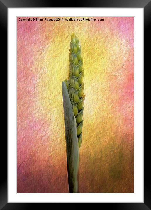 Still Life grass seeds Framed Mounted Print by Brian  Raggatt