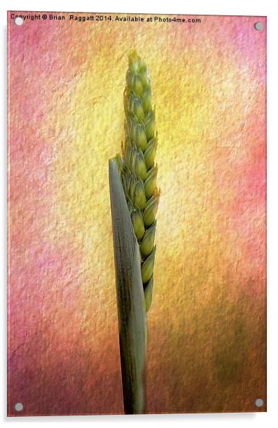 Still Life grass seeds Acrylic by Brian  Raggatt