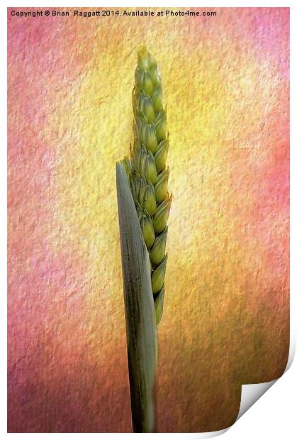 Still Life grass seeds Print by Brian  Raggatt