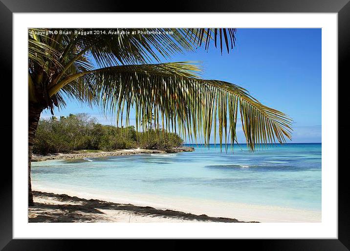 Tropical Island Beach palm tree Framed Mounted Print by Brian  Raggatt