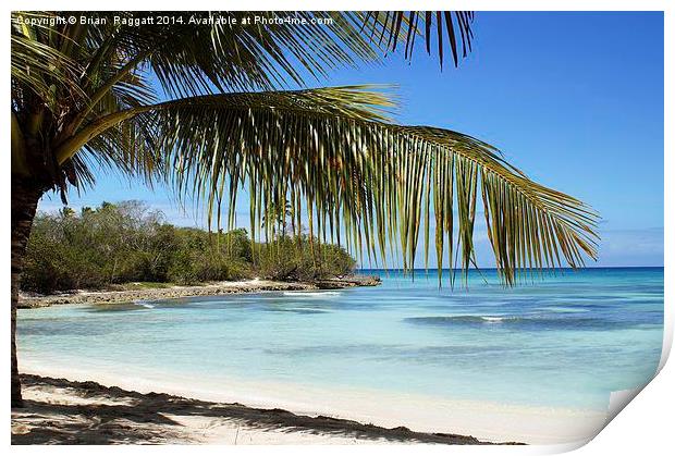 Tropical Island Beach palm tree Print by Brian  Raggatt