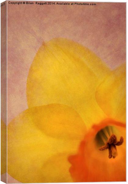Textured Daffodil Canvas Print by Brian  Raggatt