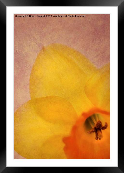 Textured Daffodil Framed Mounted Print by Brian  Raggatt