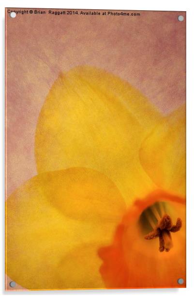 Textured Daffodil Acrylic by Brian  Raggatt