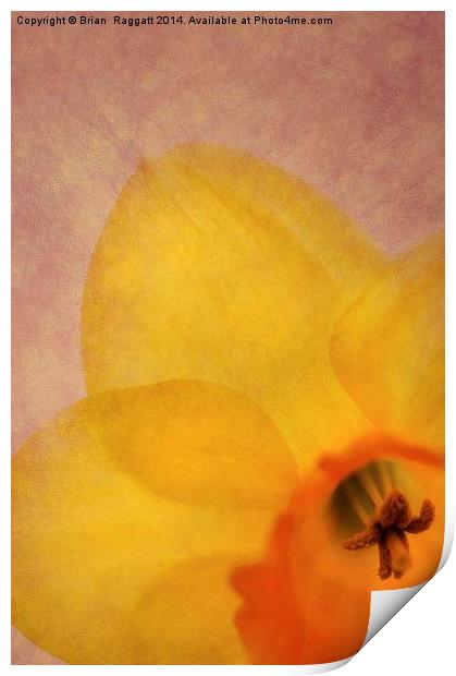 Textured Daffodil Print by Brian  Raggatt