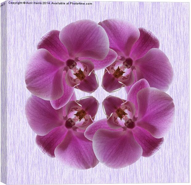Pink Moth Orchid Canvas Print by Avril Harris