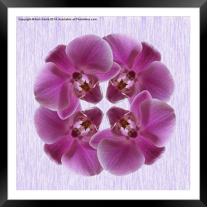 Pink Moth Orchid Framed Mounted Print by Avril Harris