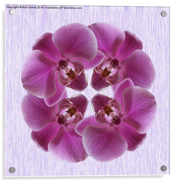 Pink Moth Orchid Acrylic by Avril Harris
