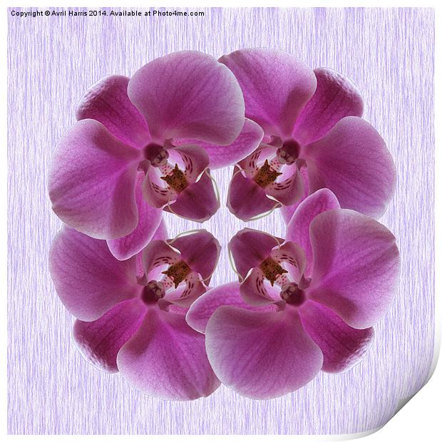 Pink Moth Orchid Print by Avril Harris