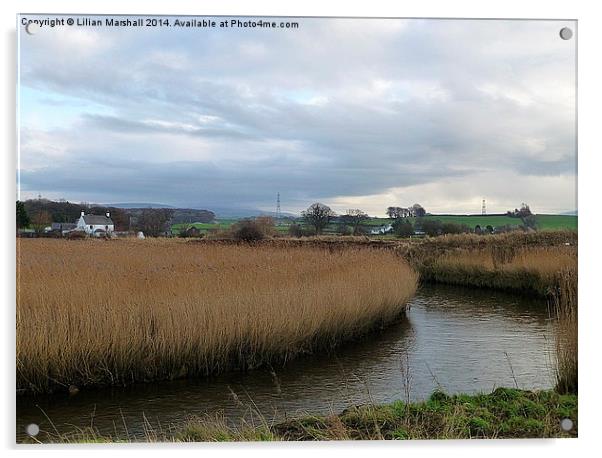 Reed beds at Thurnham Acrylic by Lilian Marshall