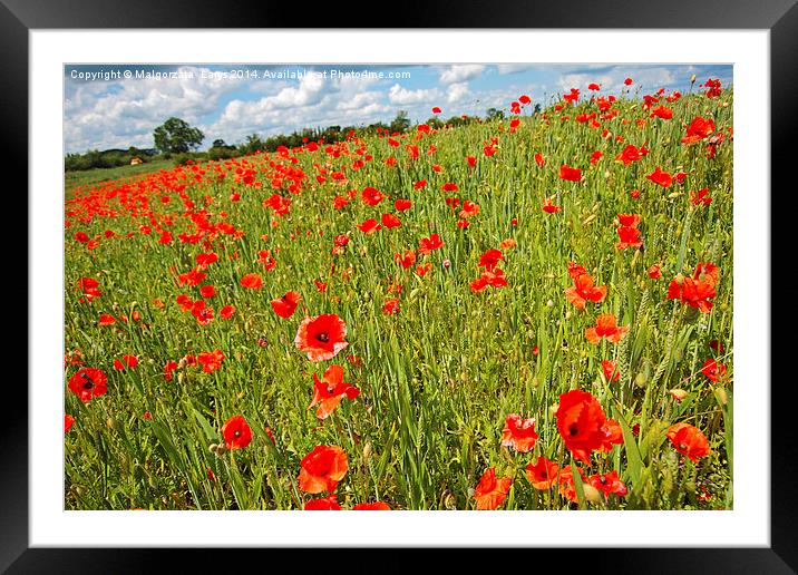 Beautiful fields of red poppies Framed Mounted Print by Malgorzata Larys