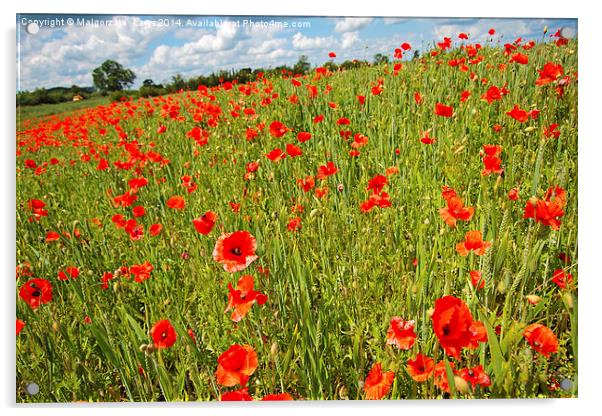 Beautiful fields of red poppies Acrylic by Malgorzata Larys