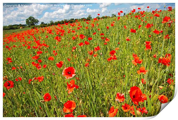 Beautiful fields of red poppies Print by Malgorzata Larys