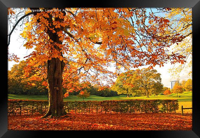 Beautiful, sunny Autumn in the park Framed Print by Malgorzata Larys