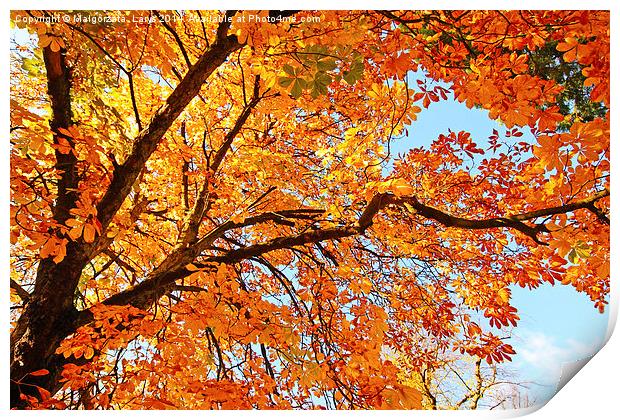 Autumnal leaves Print by Malgorzata Larys