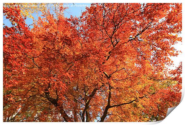 Beautiful, red autumnal leaves background Print by Malgorzata Larys