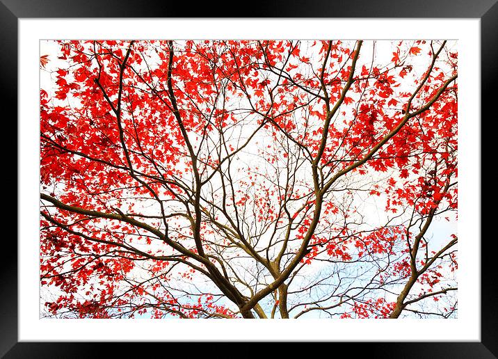 Red Japanese maple tree Framed Mounted Print by Malgorzata Larys
