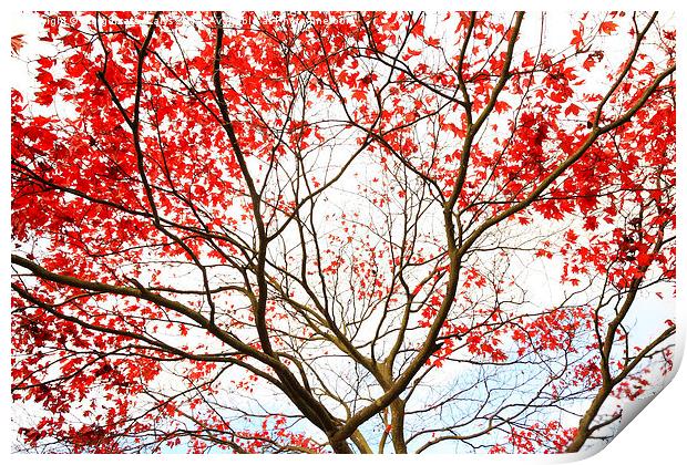 Red Japanese maple tree Print by Malgorzata Larys