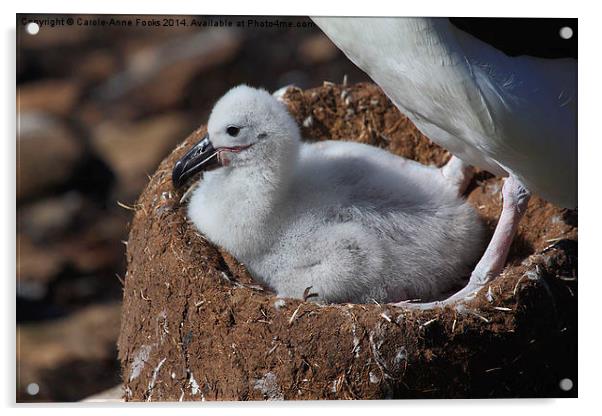 Black-browed Albatross Chick Acrylic by Carole-Anne Fooks