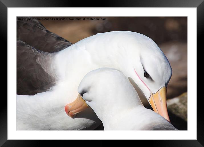 Pair bonding Black-browed Albatross Framed Mounted Print by Carole-Anne Fooks