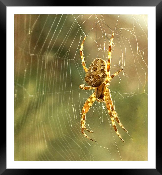 Spider Framed Mounted Print by Alan Pickersgill