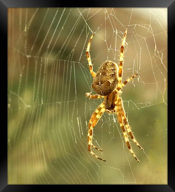 Spider Framed Print by Alan Pickersgill