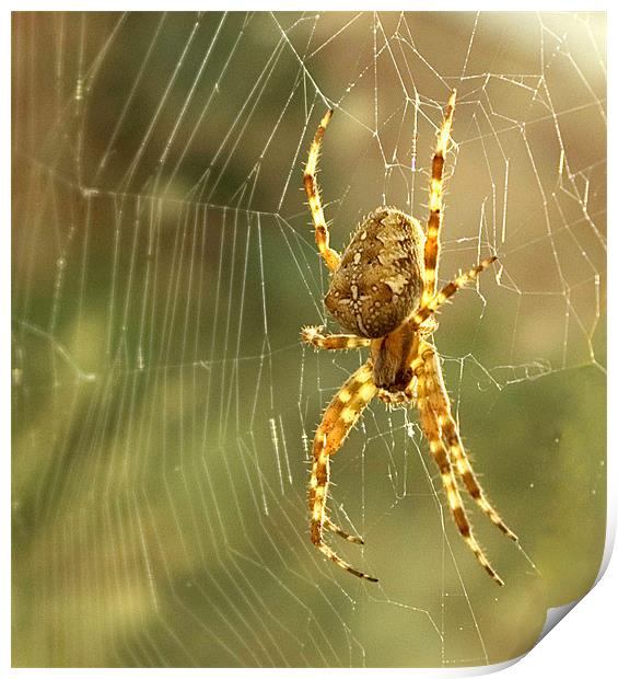 Spider Print by Alan Pickersgill