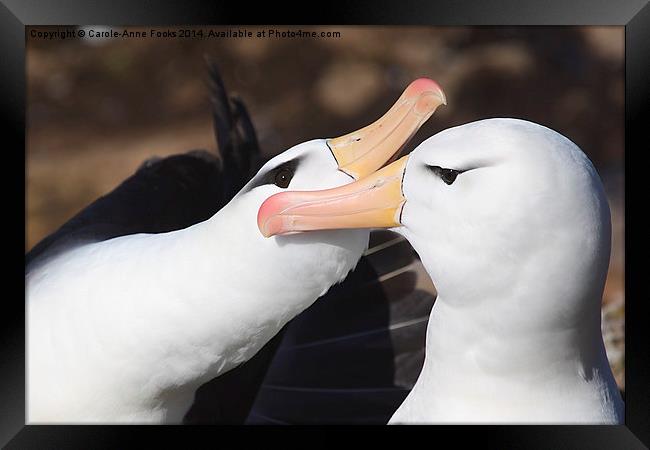 Pair bonding Black-browed Albatross Framed Print by Carole-Anne Fooks