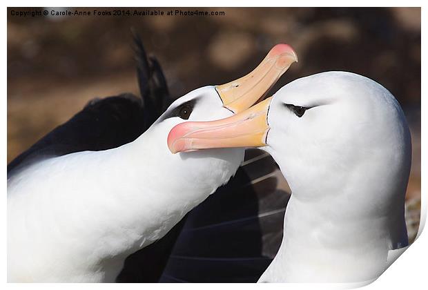 Pair bonding Black-browed Albatross Print by Carole-Anne Fooks
