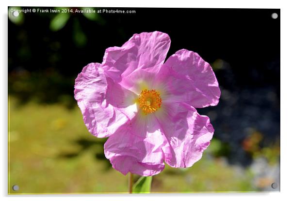 Dog Rose, Rosa canina Acrylic by Frank Irwin