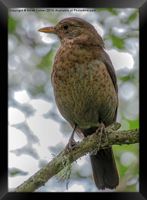 Juvenile Blackbird Framed Print by Derek Corner