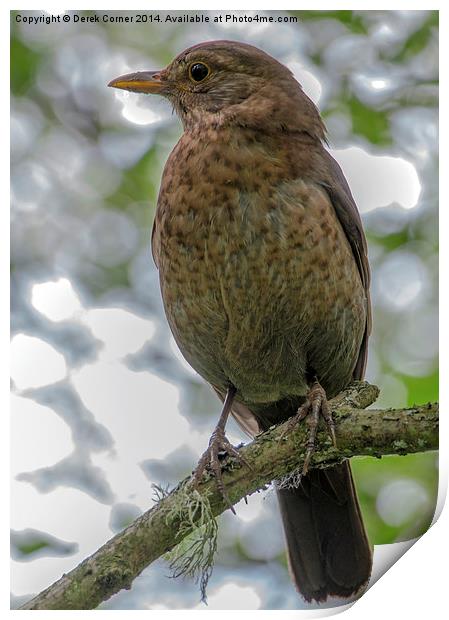 Juvenile Blackbird Print by Derek Corner