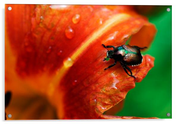 Japanese Beetle Acrylic by Rebecca Hansen
