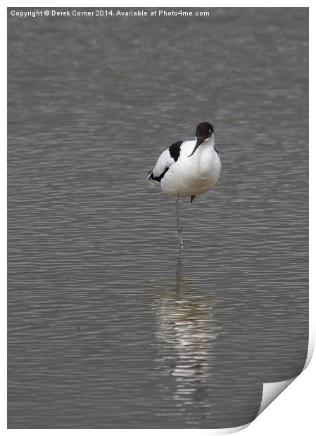 Avocet and reflection Print by Derek Corner