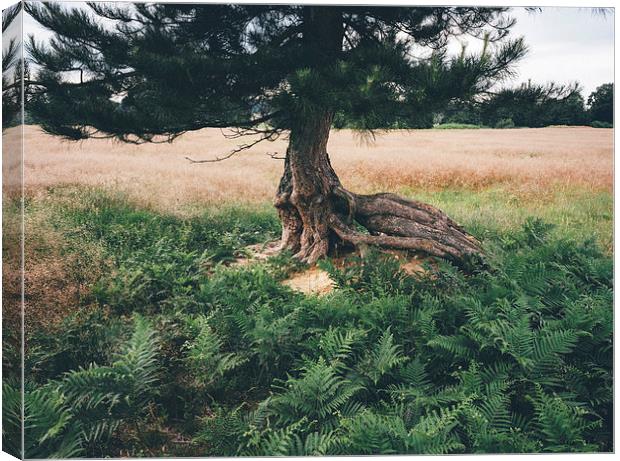 Twisted roots. Canvas Print by Liam Grant
