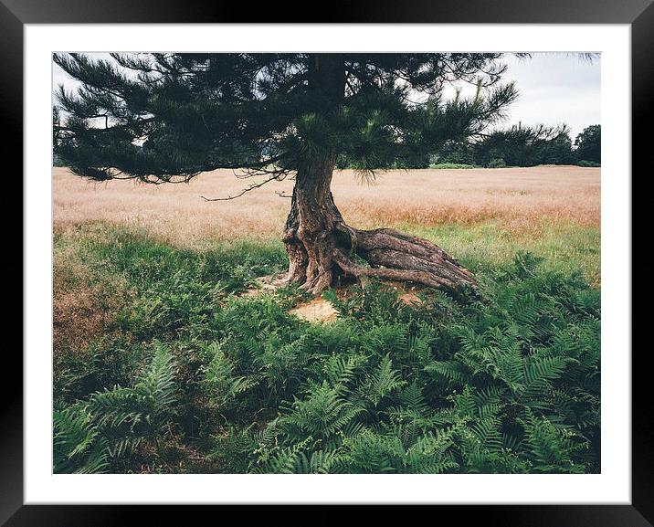 Twisted roots. Framed Mounted Print by Liam Grant
