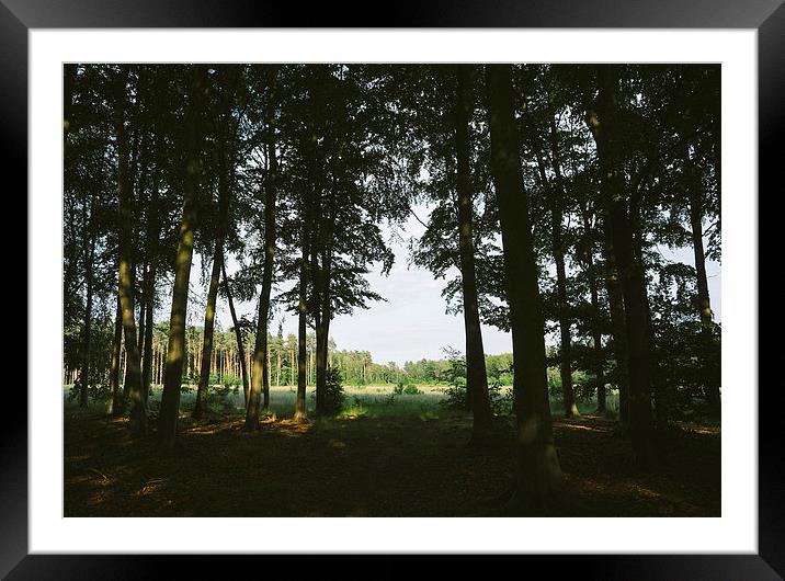 View out from a dark Beech woodland. Framed Mounted Print by Liam Grant