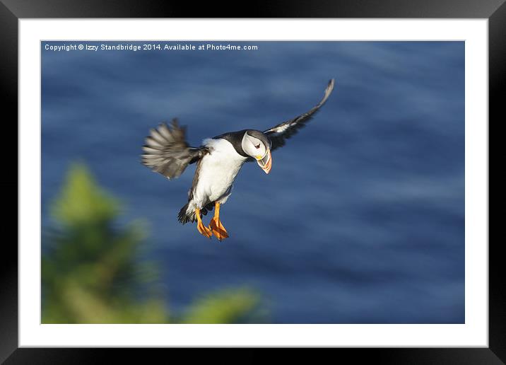 Incoming puffin Framed Mounted Print by Izzy Standbridge
