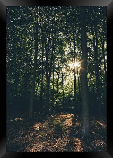 Sunset through dense deciduous woodland. Framed Print by Liam Grant