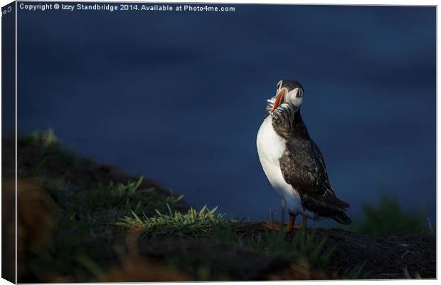 Puffin in the spotlight Canvas Print by Izzy Standbridge